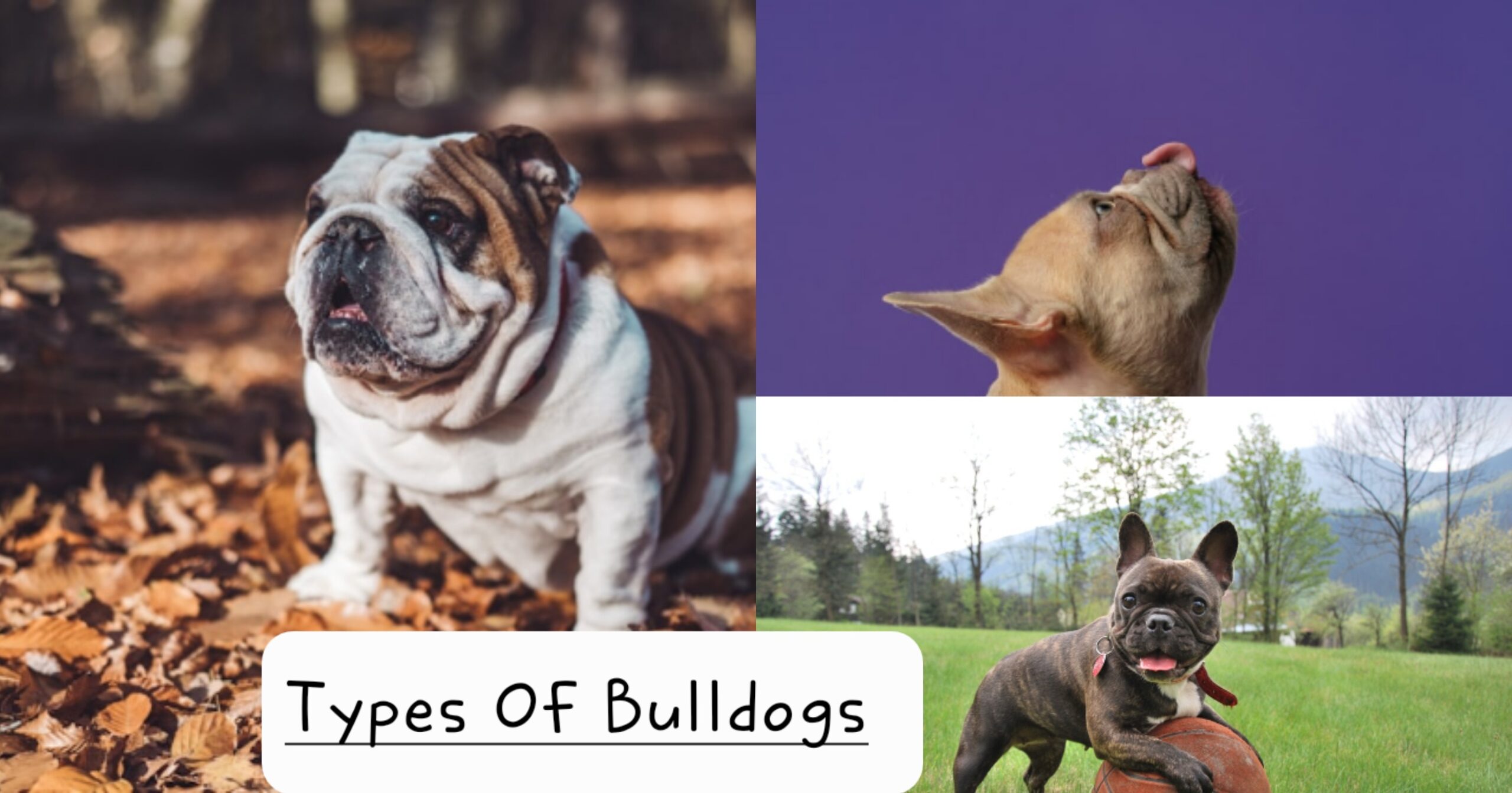 Types Of Bulldogs