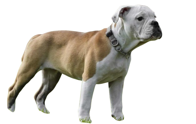 Types Of Bulldogs