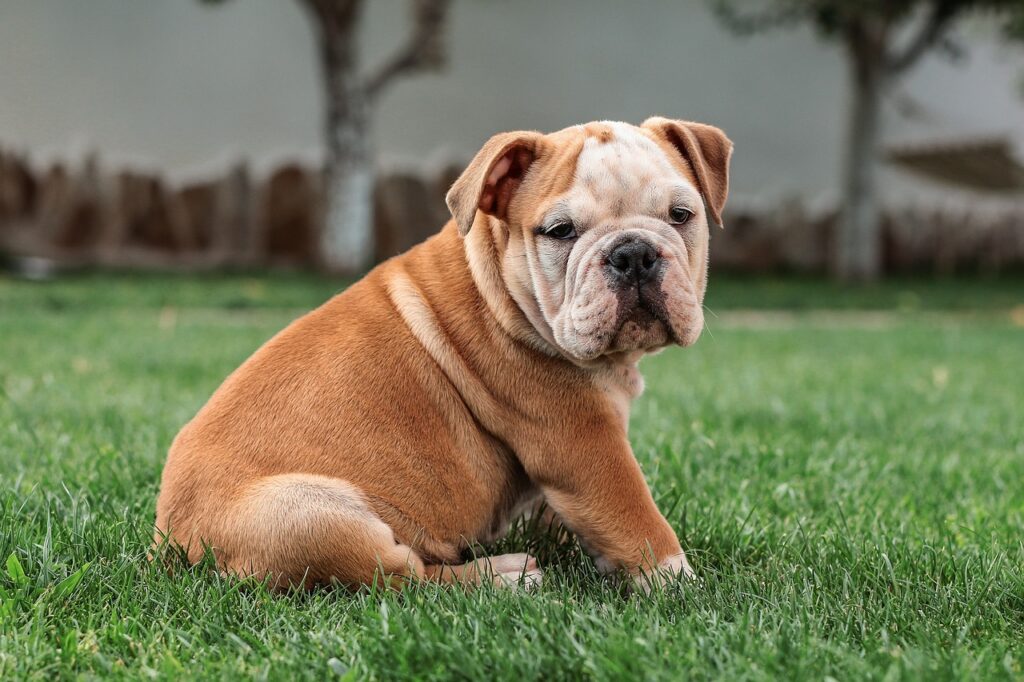 english bulldog, dog, sweet