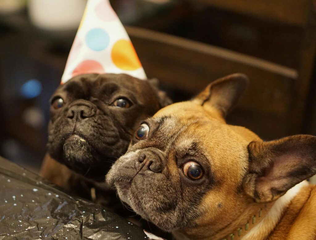 French Bulldog in a Party Hat Sitting at the Table with a Friend