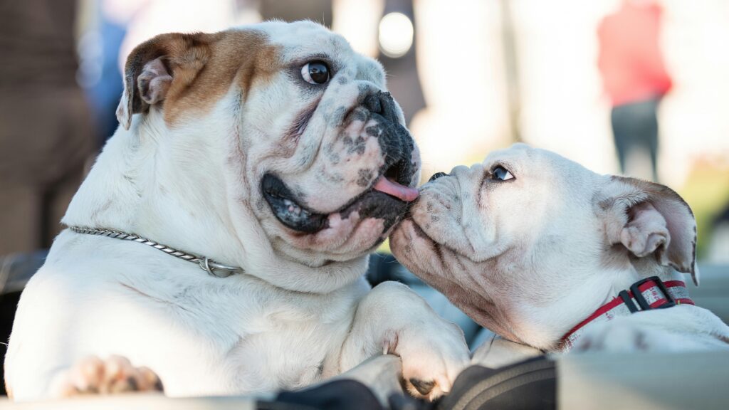 Close-Up Shot of Two Adorable Bulldogs