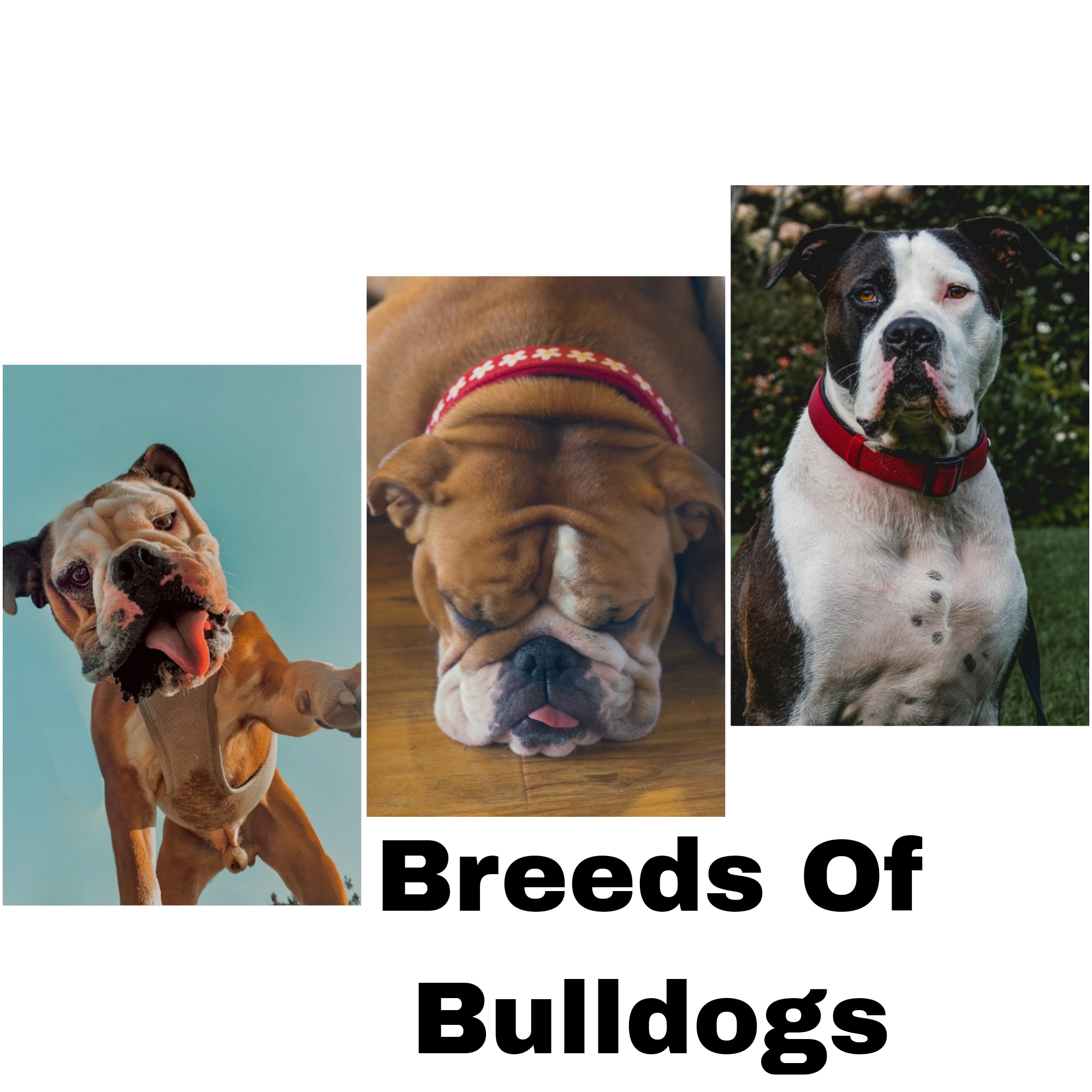 Breeds of Bulldogs