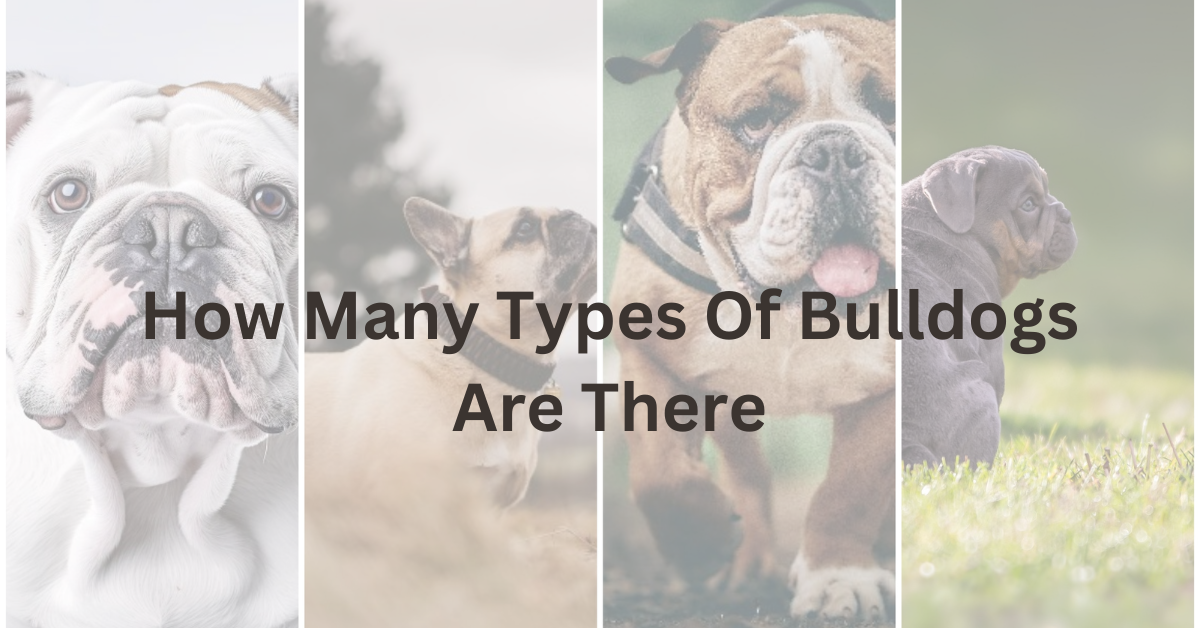 How Many Types Of Bulldogs Are There